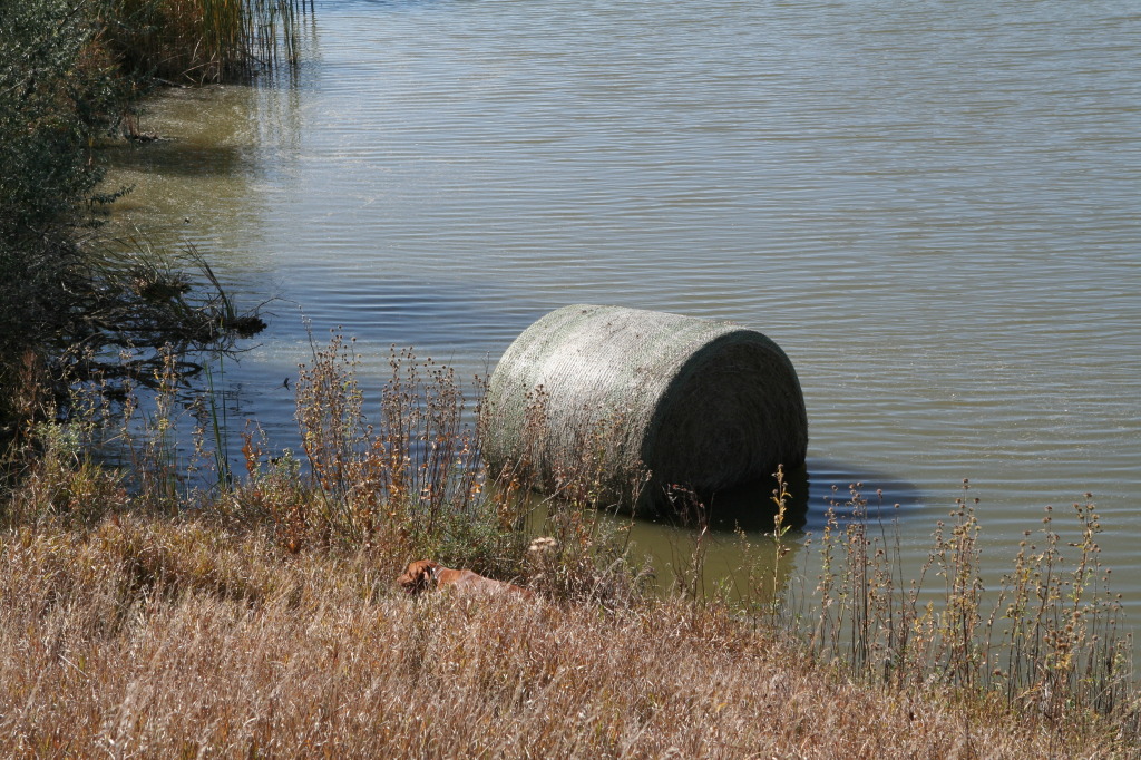 2011/10(October)/South-Dakota-SD/1-Mt-Vernon/Day-1-Hunting/1024x768_2011-10-01-SD-Hunting-51-Bevo-HayBale-in-water.JPG