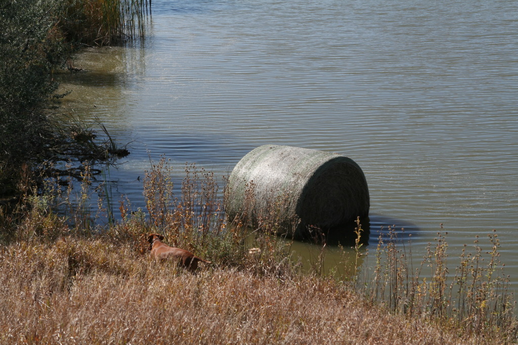 2011/10(October)/South-Dakota-SD/1-Mt-Vernon/Day-1-Hunting/1024x768_2011-10-01-SD-Hunting-52-Bevo-HayBale-in-water.JPG