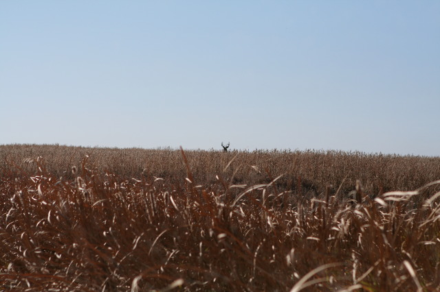 2011/10(October)/South-Dakota-SD/1-Mt-Vernon/Day-1-Hunting/640x480_2011-10-01-SD-Hunting-10-Buck.JPG
