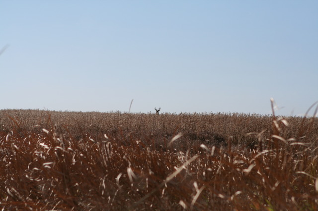 2011/10(October)/South-Dakota-SD/1-Mt-Vernon/Day-1-Hunting/640x480_2011-10-01-SD-Hunting-11-Buck.JPG