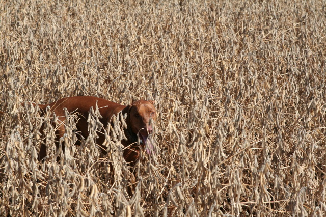 2011/10(October)/South-Dakota-SD/1-Mt-Vernon/Day-1-Hunting/640x480_2011-10-01-SD-Hunting-17-Bevo.JPG
