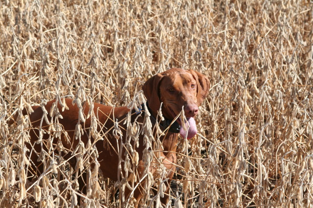 2011/10(October)/South-Dakota-SD/1-Mt-Vernon/Day-1-Hunting/640x480_2011-10-01-SD-Hunting-20-Bevo.JPG