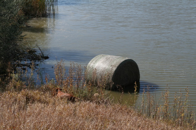 2011/10(October)/South-Dakota-SD/1-Mt-Vernon/Day-1-Hunting/640x480_2011-10-01-SD-Hunting-52-Bevo-HayBale-in-water.JPG