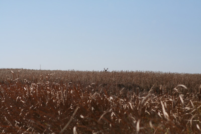 2011/10(October)/South-Dakota-SD/1-Mt-Vernon/Day-1-Hunting/800x600_2011-10-01-SD-Hunting-09-Buck.JPG