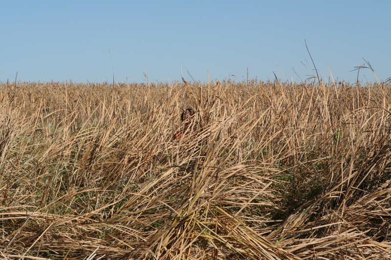 2011/10(October)/South-Dakota-SD/1-Mt-Vernon/Day-1-Hunting/800x600_2011-10-01-SD-Hunting-12-Chance.JPG