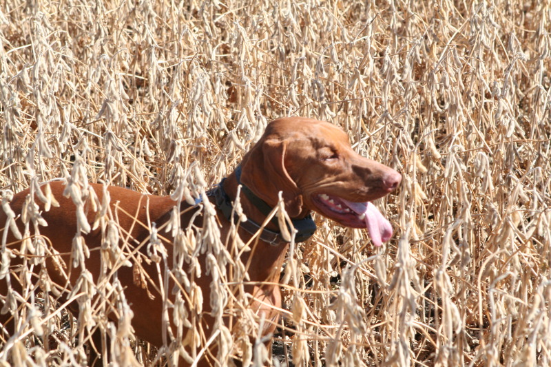 2011/10(October)/South-Dakota-SD/1-Mt-Vernon/Day-1-Hunting/800x600_2011-10-01-SD-Hunting-18-Bevo.JPG