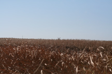 2011-10-01-SD-Hunting-09-Buck.JPG