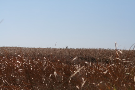 2011-10-01-SD-Hunting-11-Buck.JPG