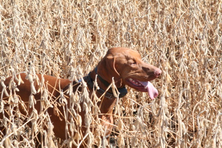 2011-10-01-SD-Hunting-18-Bevo.JPG