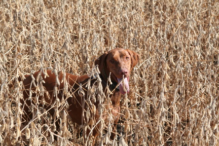 2011-10-01-SD-Hunting-19-Bevo-GOOD.JPG