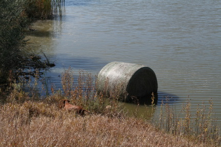 2011-10-01-SD-Hunting-52-Bevo-HayBale-in-water.JPG