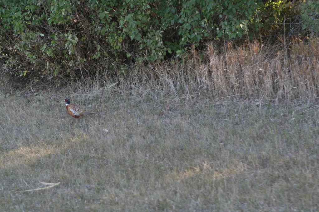 2011/10(October)/South-Dakota-SD/1-Mt-Vernon/Day-2-Hunting/1024x768_2011-10-02-SD-Hunting-03.JPG