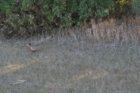 2011/10(October)/South-Dakota-SD/1-Mt-Vernon/Day-2-Hunting/2011-10-02-SD-Hunting-03.JPG