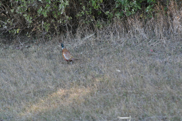 2011/10(October)/South-Dakota-SD/1-Mt-Vernon/Day-2-Hunting/640x480_2011-10-02-SD-Hunting-04.JPG