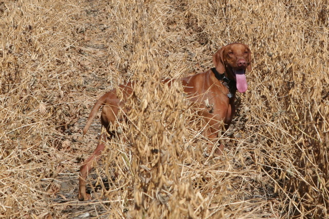 2011/10(October)/South-Dakota-SD/1-Mt-Vernon/Day-2-Hunting/640x480_2011-10-02-SD-Hunting-42-Bevo.JPG