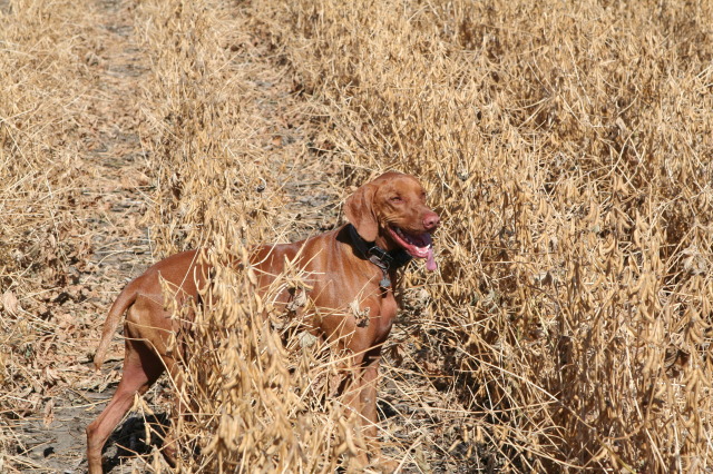 2011/10(October)/South-Dakota-SD/1-Mt-Vernon/Day-2-Hunting/640x480_2011-10-02-SD-Hunting-43-Bevo-GOOD.JPG