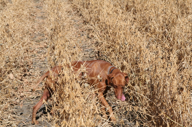 2011/10(October)/South-Dakota-SD/1-Mt-Vernon/Day-2-Hunting/640x480_2011-10-02-SD-Hunting-44-Bevo.JPG