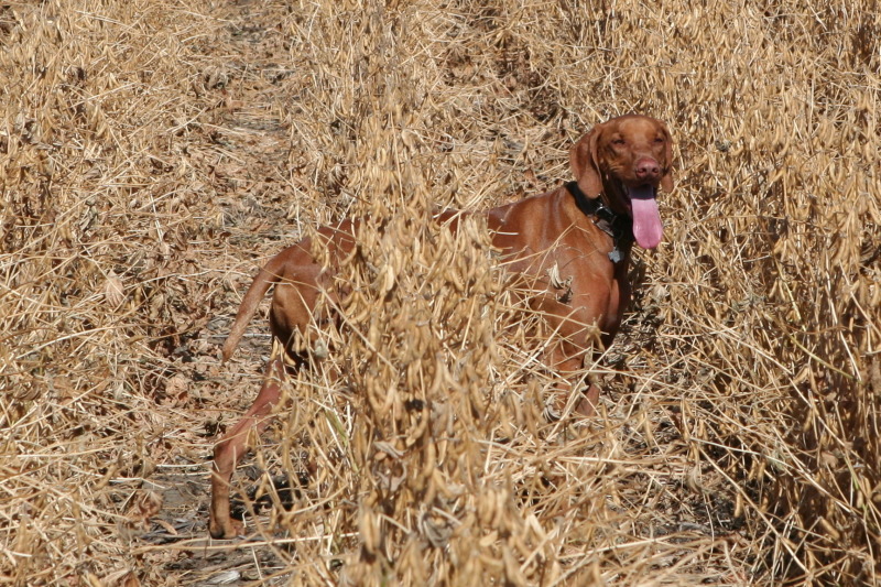 2011/10(October)/South-Dakota-SD/1-Mt-Vernon/Day-2-Hunting/800x600_2011-10-02-SD-Hunting-42-Bevo.JPG