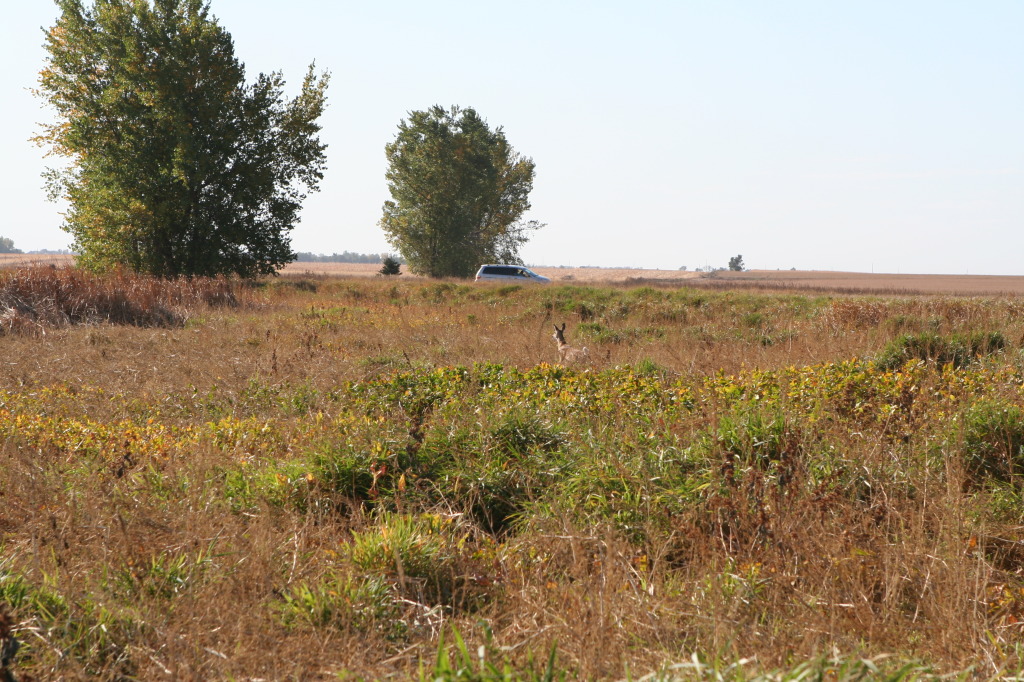 2011/10(October)/South-Dakota-SD/1-Mt-Vernon/Day-3-Hunting/1024x768_2011-10-03-SD-Hunting-02-doe.JPG