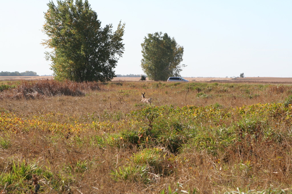 2011/10(October)/South-Dakota-SD/1-Mt-Vernon/Day-3-Hunting/1024x768_2011-10-03-SD-Hunting-03-doe.JPG