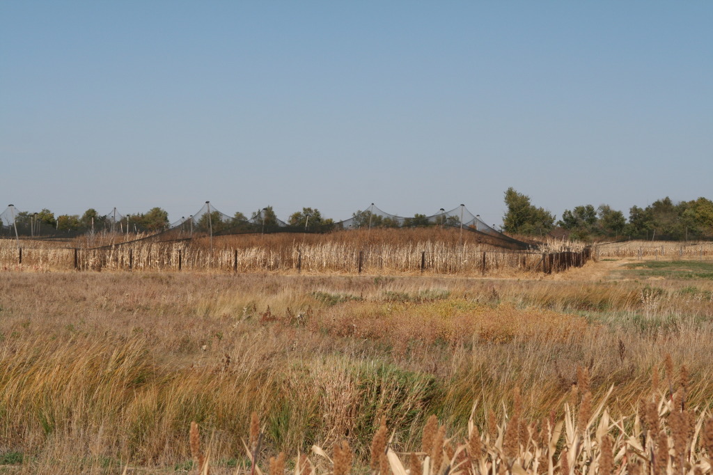 2011/10(October)/South-Dakota-SD/1-Mt-Vernon/Day-3-Hunting/1024x768_2011-10-03-SD-Hunting-32.JPG