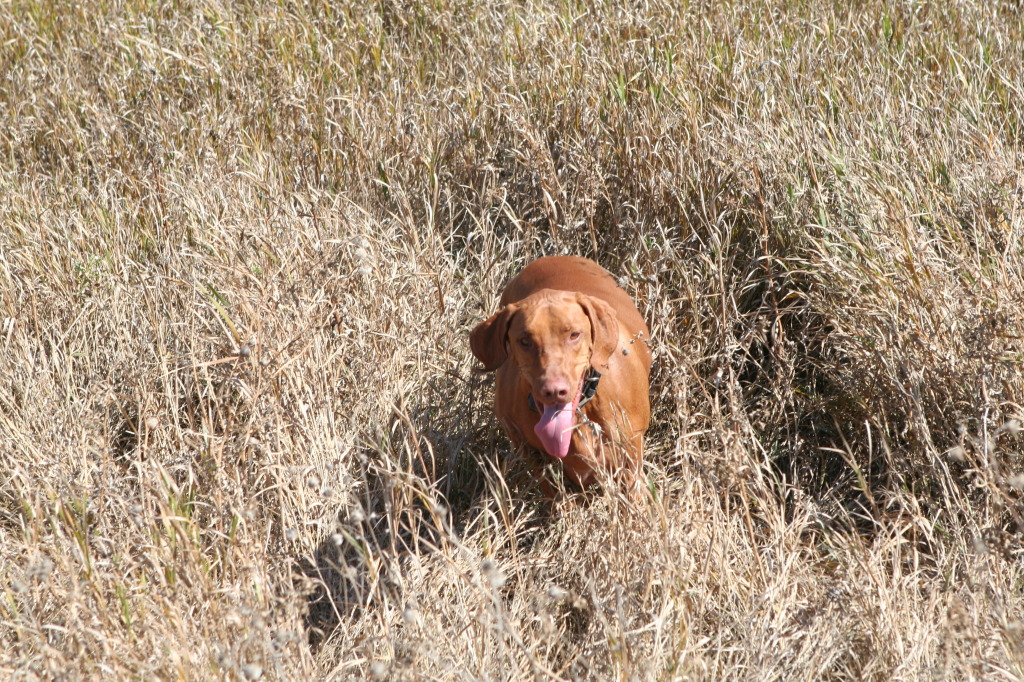 2011/10(October)/South-Dakota-SD/1-Mt-Vernon/Day-3-Hunting/1024x768_2011-10-03-SD-Hunting-35-Bevo.JPG