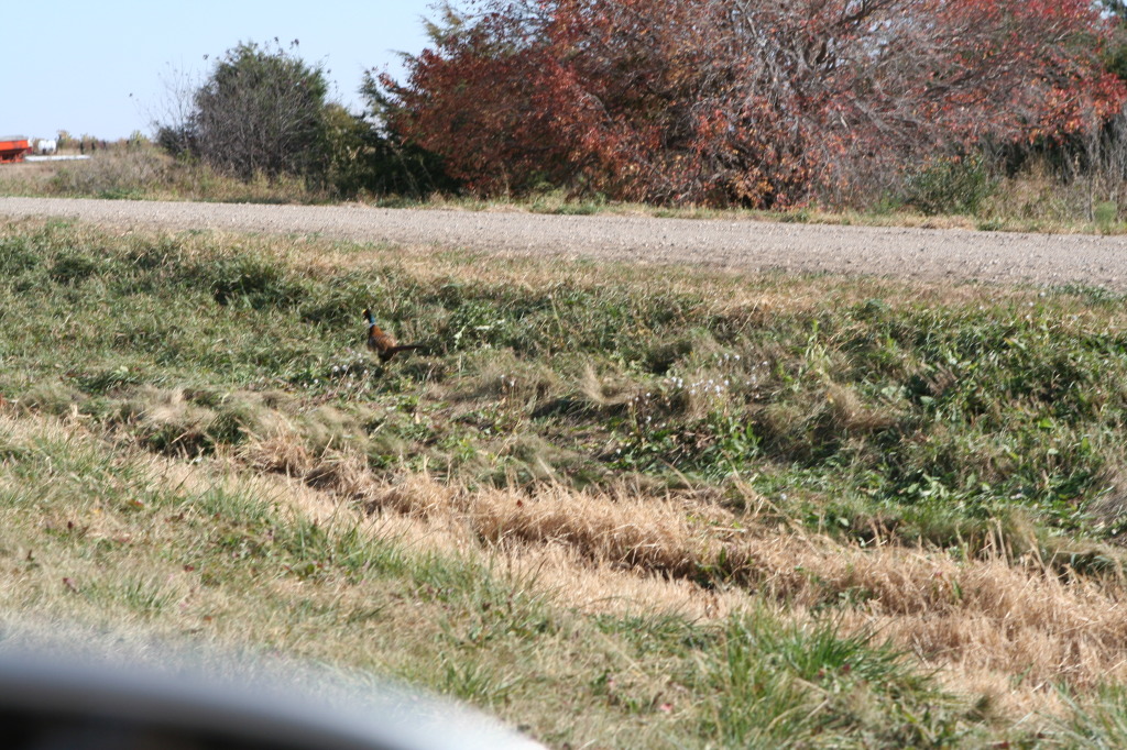 2011/10(October)/South-Dakota-SD/1-Mt-Vernon/Day-3-Hunting/1024x768_2011-10-03-SD-Hunting-39-pheasant.JPG