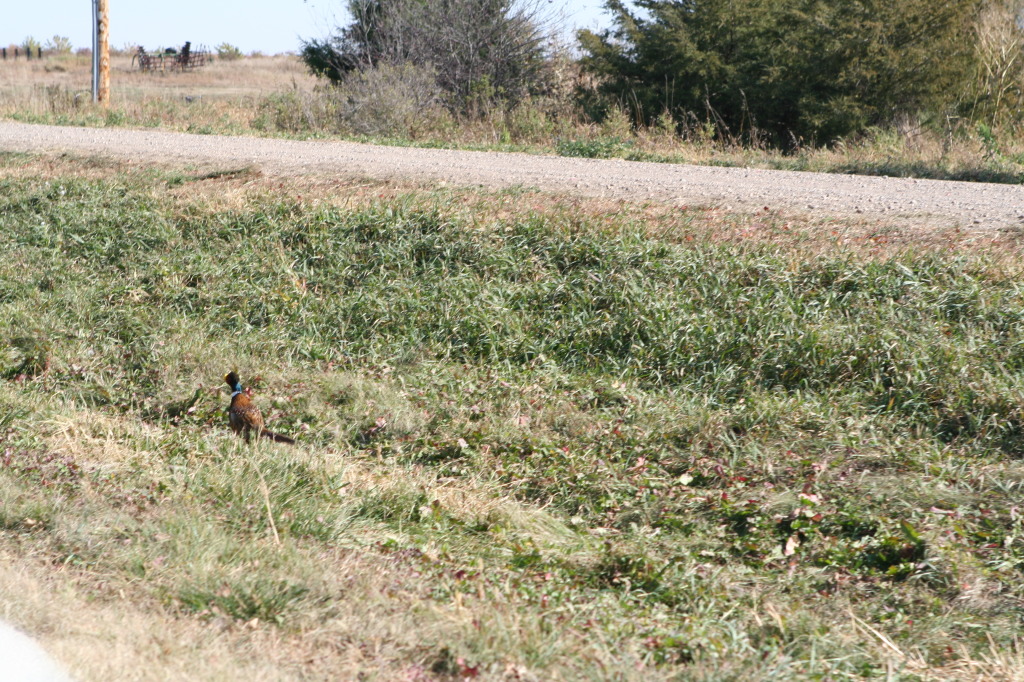 2011/10(October)/South-Dakota-SD/1-Mt-Vernon/Day-3-Hunting/1024x768_2011-10-03-SD-Hunting-40-pheasant.JPG