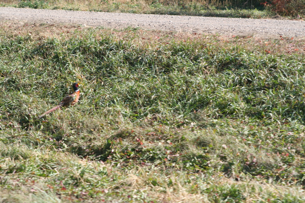 2011/10(October)/South-Dakota-SD/1-Mt-Vernon/Day-3-Hunting/1024x768_2011-10-03-SD-Hunting-44-pheasant.JPG