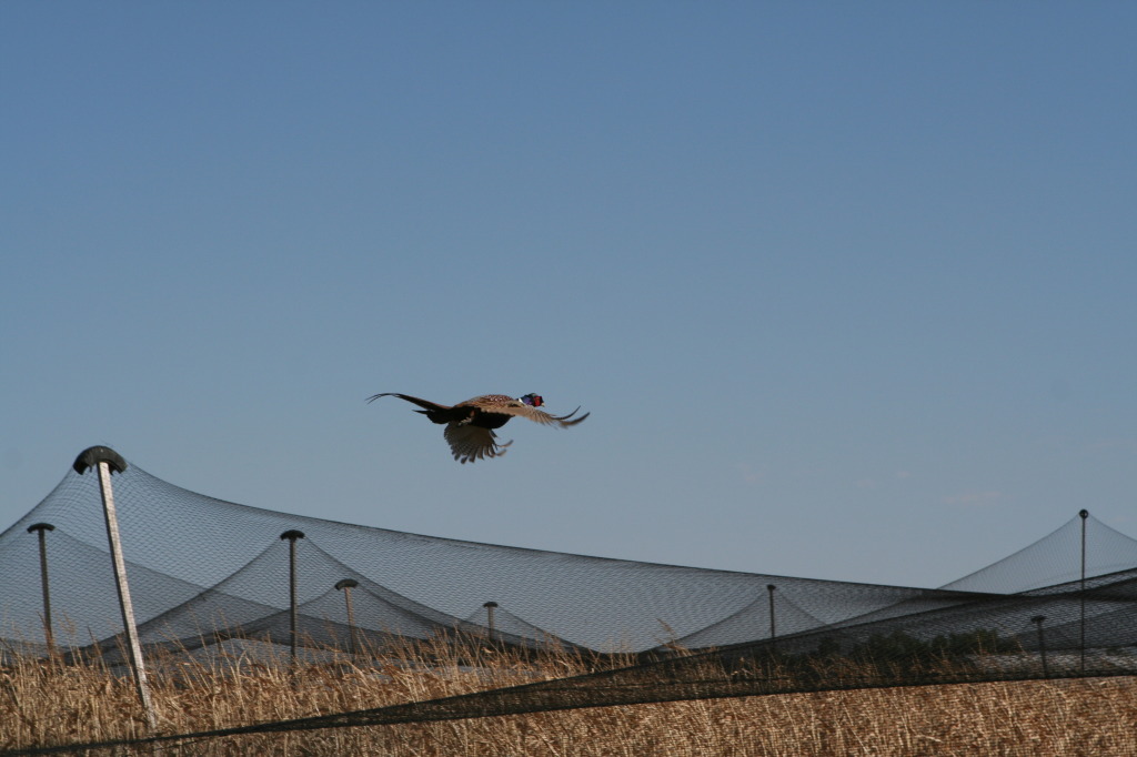 2011/10(October)/South-Dakota-SD/1-Mt-Vernon/Day-3-Hunting/1024x768_2011-10-03-SD-Hunting-58-pheasant.JPG