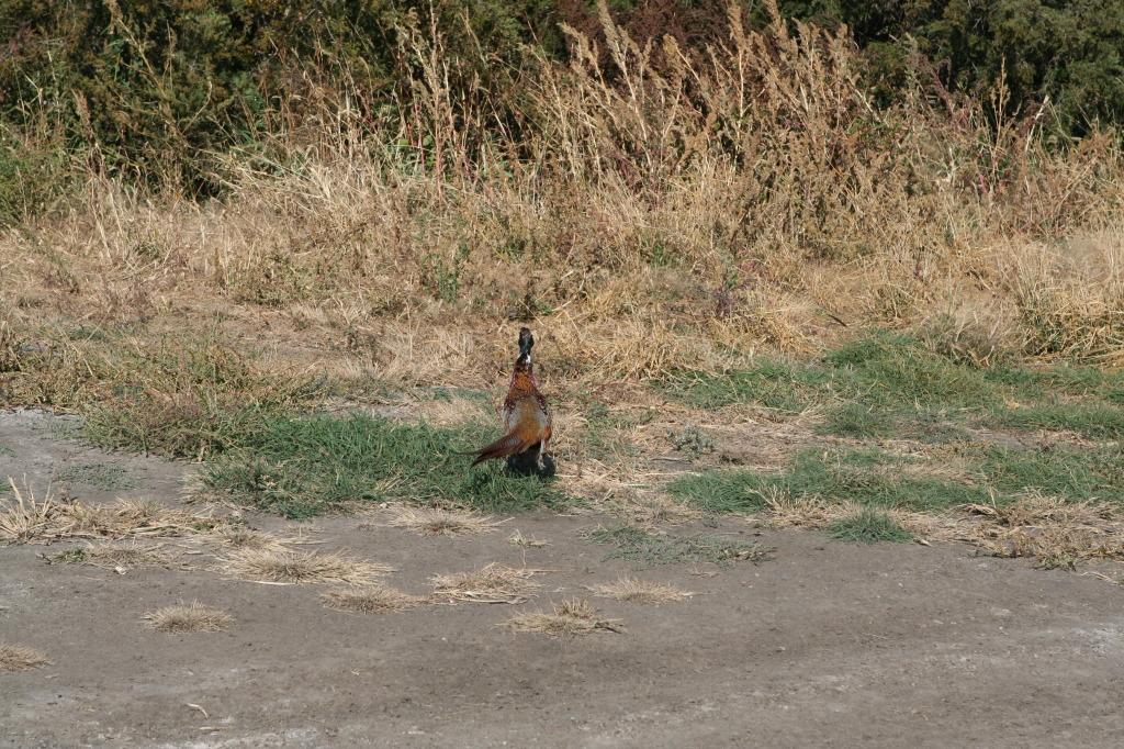 2011/10(October)/South-Dakota-SD/1-Mt-Vernon/Day-3-Hunting/1024x768_2011-10-03-SD-Hunting-62-pheasant.JPG