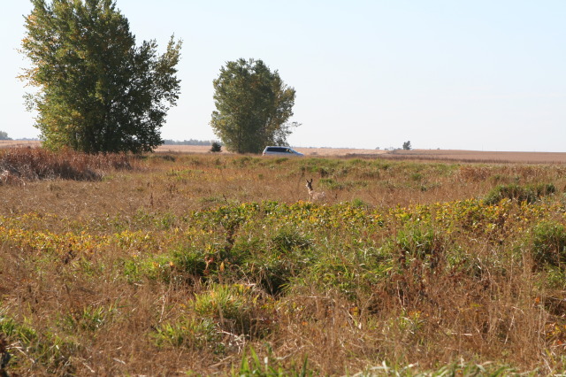 2011/10(October)/South-Dakota-SD/1-Mt-Vernon/Day-3-Hunting/640x480_2011-10-03-SD-Hunting-02-doe.JPG