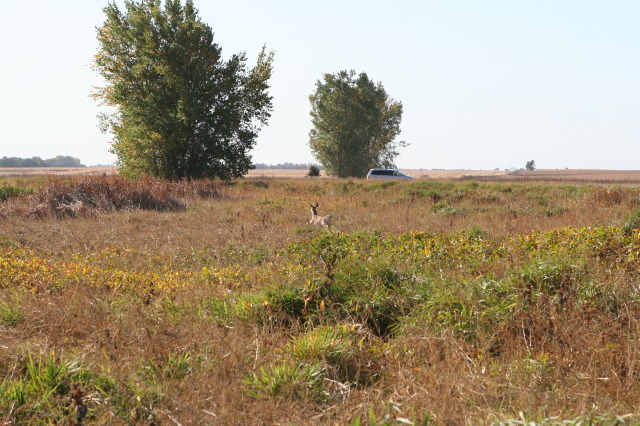 2011/10(October)/South-Dakota-SD/1-Mt-Vernon/Day-3-Hunting/640x480_2011-10-03-SD-Hunting-03-doe.JPG