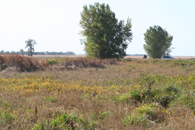 2011/10(October)/South-Dakota-SD/1-Mt-Vernon/Day-3-Hunting/640x480_2011-10-03-SD-Hunting-05-doe.JPG
