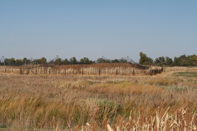 2011/10(October)/South-Dakota-SD/1-Mt-Vernon/Day-3-Hunting/640x480_2011-10-03-SD-Hunting-32.JPG