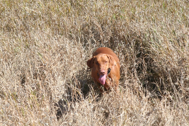 2011/10(October)/South-Dakota-SD/1-Mt-Vernon/Day-3-Hunting/640x480_2011-10-03-SD-Hunting-35-Bevo.JPG