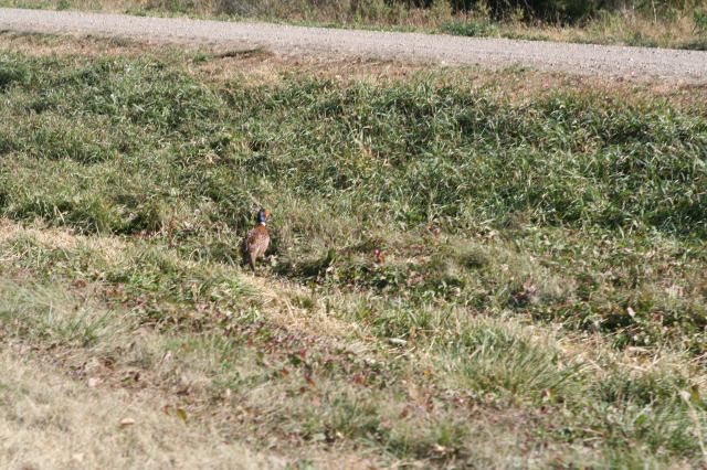 2011/10(October)/South-Dakota-SD/1-Mt-Vernon/Day-3-Hunting/640x480_2011-10-03-SD-Hunting-42-pheasant.JPG