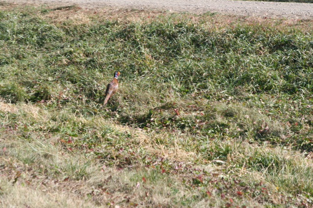 2011/10(October)/South-Dakota-SD/1-Mt-Vernon/Day-3-Hunting/640x480_2011-10-03-SD-Hunting-43-pheasant.JPG