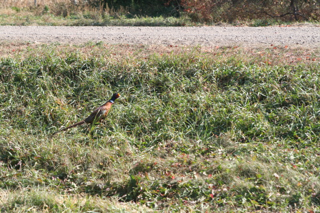 2011/10(October)/South-Dakota-SD/1-Mt-Vernon/Day-3-Hunting/640x480_2011-10-03-SD-Hunting-45-pheasant.JPG