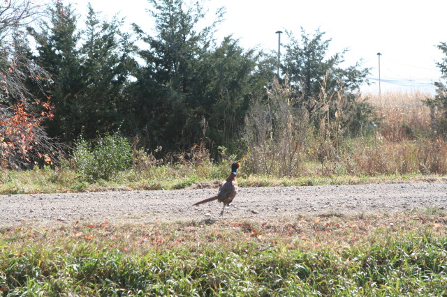 2011/10(October)/South-Dakota-SD/1-Mt-Vernon/Day-3-Hunting/640x480_2011-10-03-SD-Hunting-46-pheasant.JPG