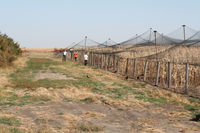 2011/10(October)/South-Dakota-SD/1-Mt-Vernon/Day-3-Hunting/640x480_2011-10-03-SD-Hunting-49-pheasant-Suzi-Dax-Chance.JPG