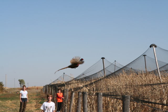 2011/10(October)/South-Dakota-SD/1-Mt-Vernon/Day-3-Hunting/640x480_2011-10-03-SD-Hunting-55-pheasant-Suzi-Chance-Dax.JPG