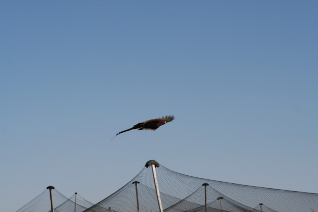 2011/10(October)/South-Dakota-SD/1-Mt-Vernon/Day-3-Hunting/640x480_2011-10-03-SD-Hunting-57-pheasant.JPG