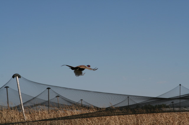 2011/10(October)/South-Dakota-SD/1-Mt-Vernon/Day-3-Hunting/640x480_2011-10-03-SD-Hunting-58-pheasant.JPG