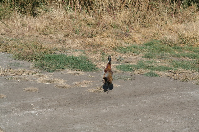2011/10(October)/South-Dakota-SD/1-Mt-Vernon/Day-3-Hunting/640x480_2011-10-03-SD-Hunting-61-pheasant.JPG
