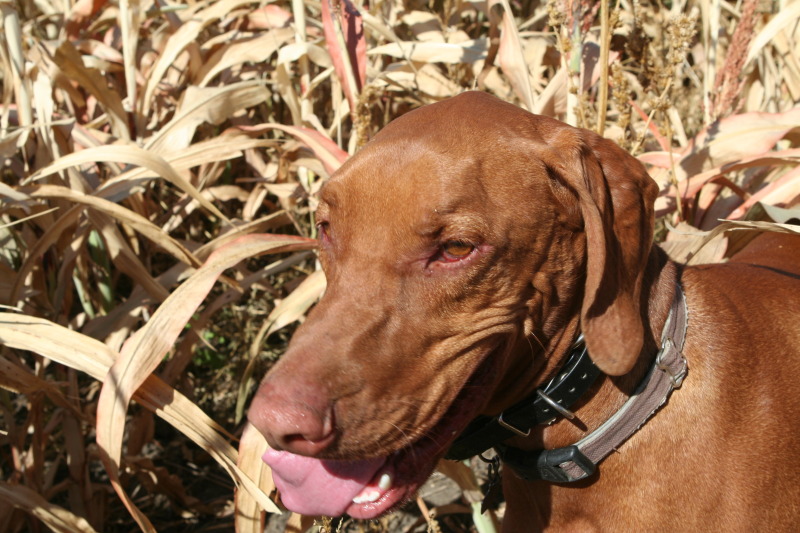 2011/10(October)/South-Dakota-SD/1-Mt-Vernon/Day-3-Hunting/800x600_2011-10-03-SD-Hunting-26-Bevo.JPG