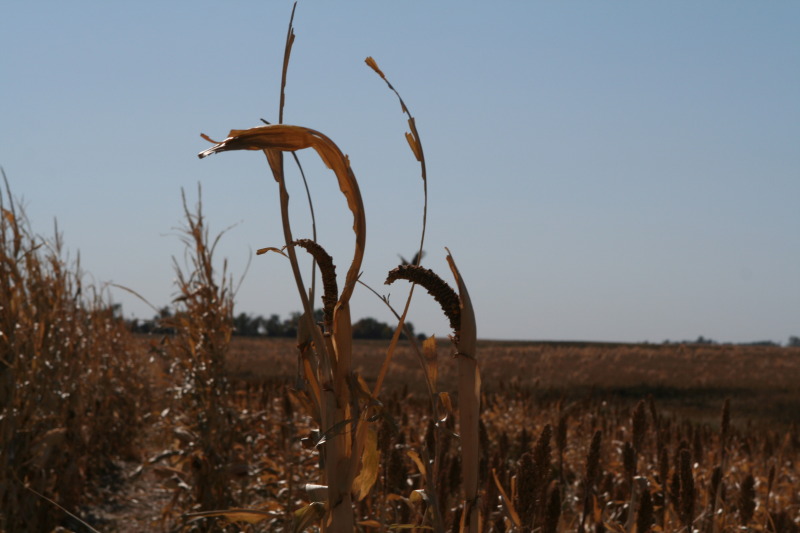 2011/10(October)/South-Dakota-SD/1-Mt-Vernon/Day-3-Hunting/800x600_2011-10-03-SD-Hunting-27-pheasant.JPG