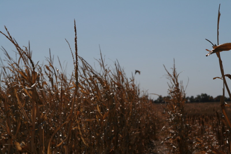 2011/10(October)/South-Dakota-SD/1-Mt-Vernon/Day-3-Hunting/800x600_2011-10-03-SD-Hunting-28-pheasant.JPG