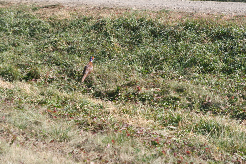 2011/10(October)/South-Dakota-SD/1-Mt-Vernon/Day-3-Hunting/800x600_2011-10-03-SD-Hunting-43-pheasant.JPG