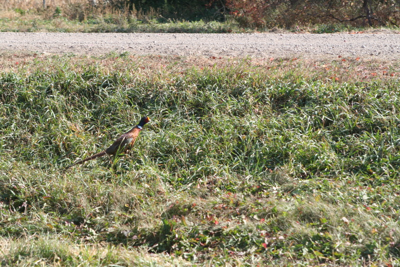 2011/10(October)/South-Dakota-SD/1-Mt-Vernon/Day-3-Hunting/800x600_2011-10-03-SD-Hunting-45-pheasant.JPG
